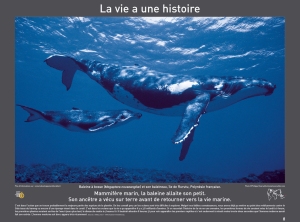 Mammifère marin, la baleine allaite son petit. Son ancêtre a vécu sur terre avant de retourner vers la vie marine. 